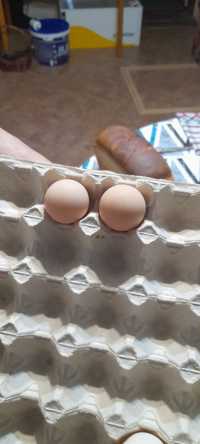 Продам  инкубацонные яица  цецарки