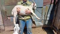 Продам трехмесячных козочек от молочных коз