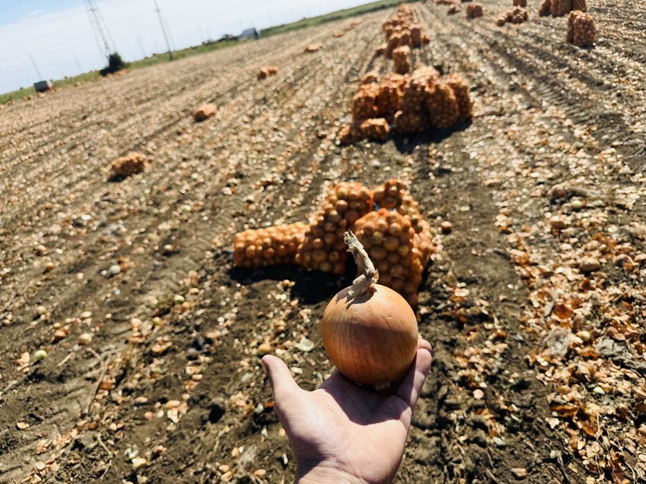 Vand ceapa de toamna