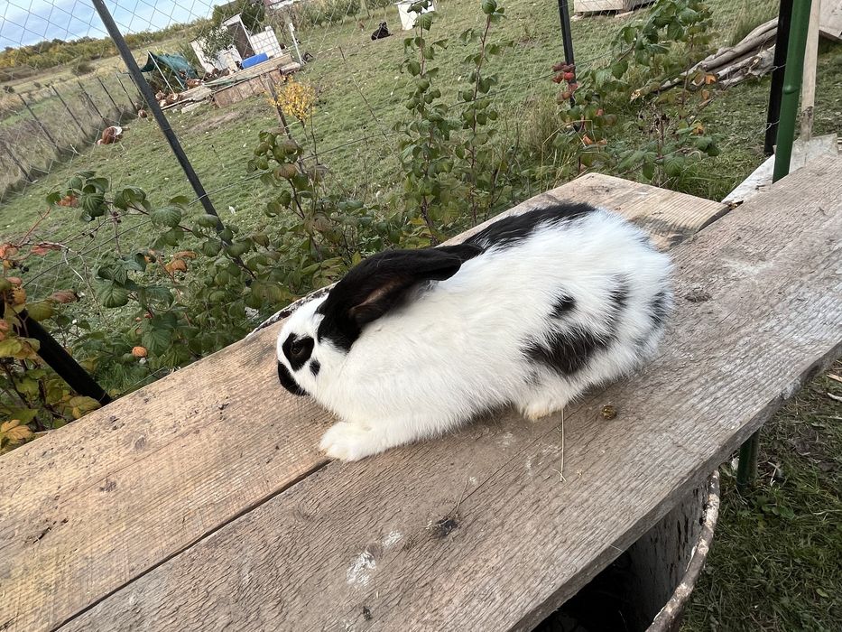 Iepuri fruturii 6 luni