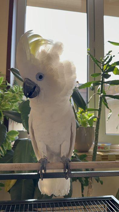 Какаду Голубо Глазый (Blue eyes cockatoo) 5 ойлик куш донга тушкан.