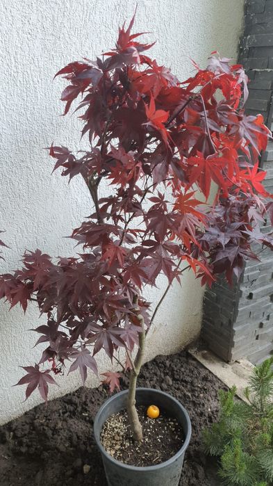 Tuia leylandii super oferta gazon rulou sport rustic