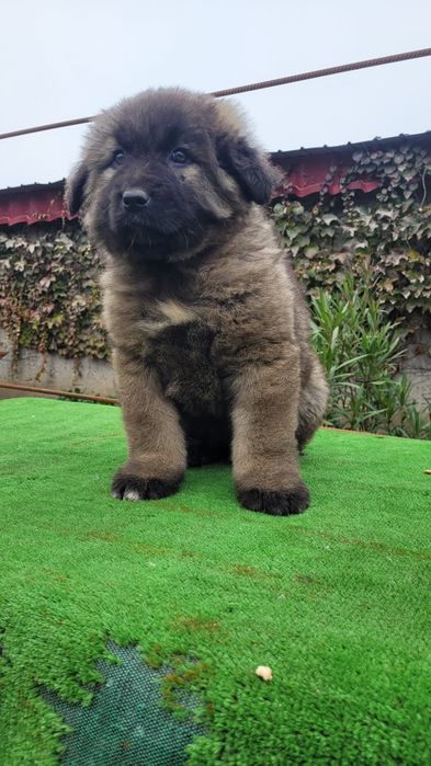 Ciobanesc caucazian talie mare  femele.