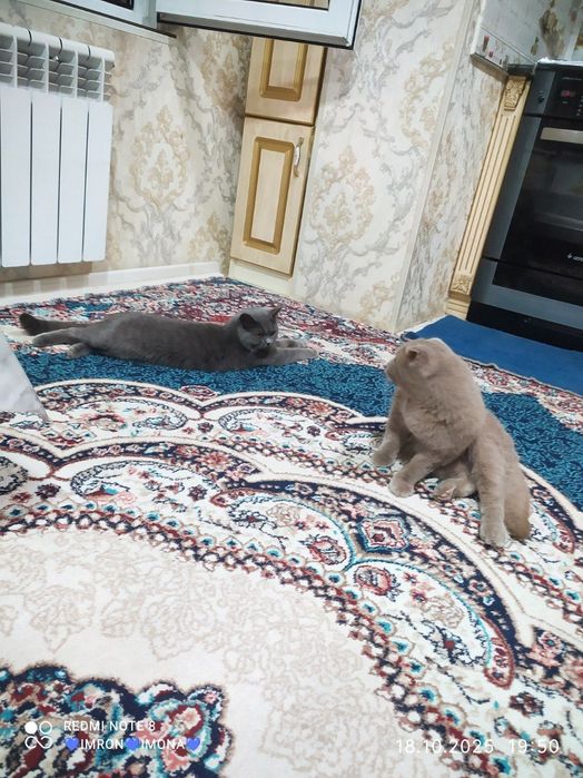 Skotish fold toza qon o'g'il bola liloliy aqilliy latokni 5+ biladi