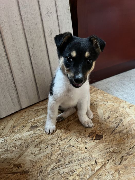 Отдам щенка в добрые руки