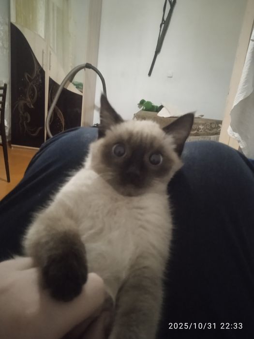 Отдам кошку в хорошие руки