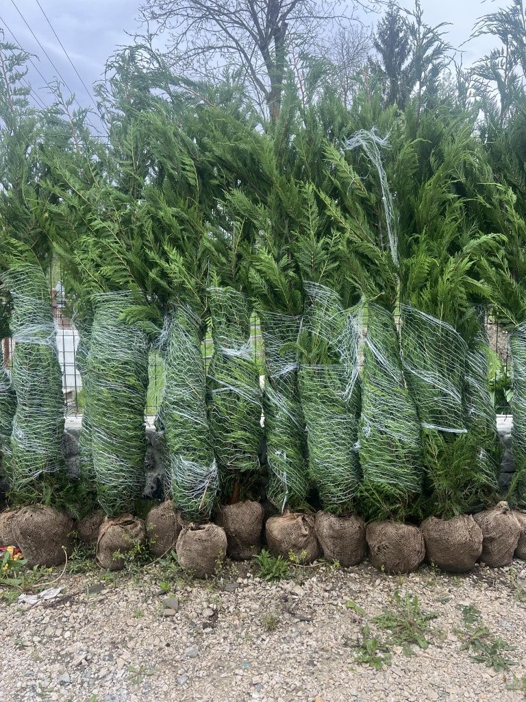 Vând plante ornamentale tuia leylandii la oferta