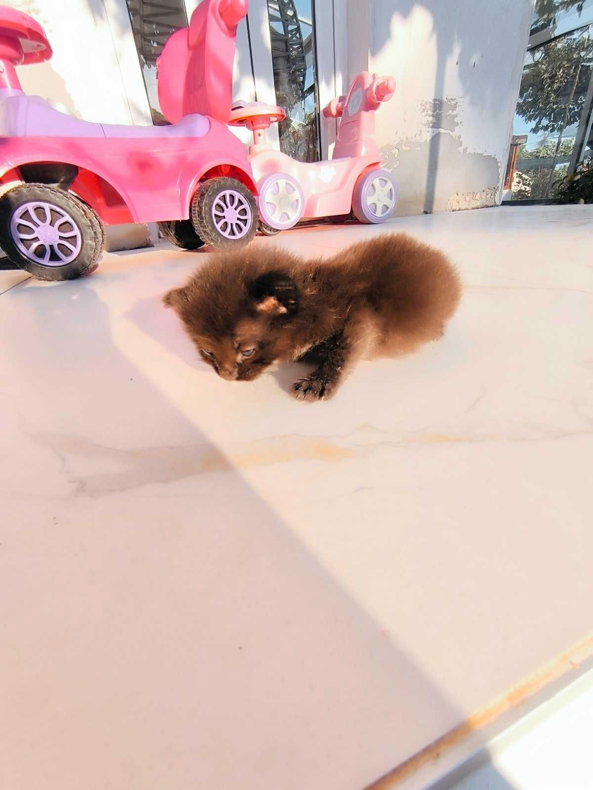 Подарявам черно коте бебе