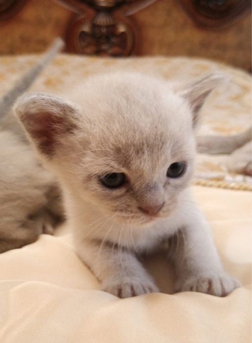 Бронирование Котят породы Европейская Бурма