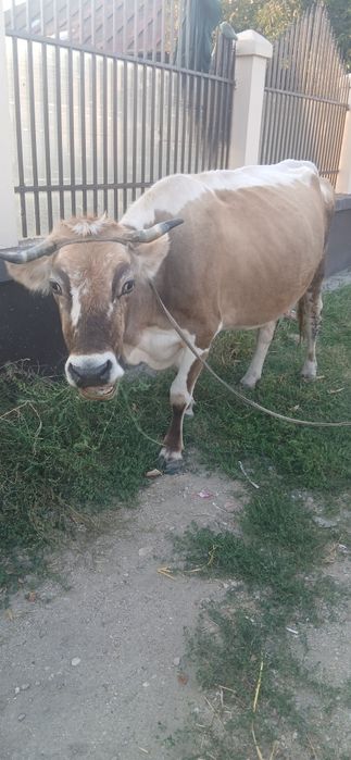 Vacă de  vânzare