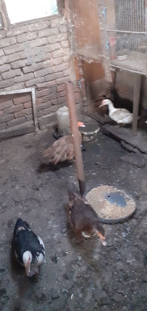 Продавам Неми патици