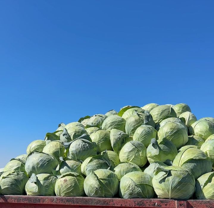 Varză murată /calitate superioară