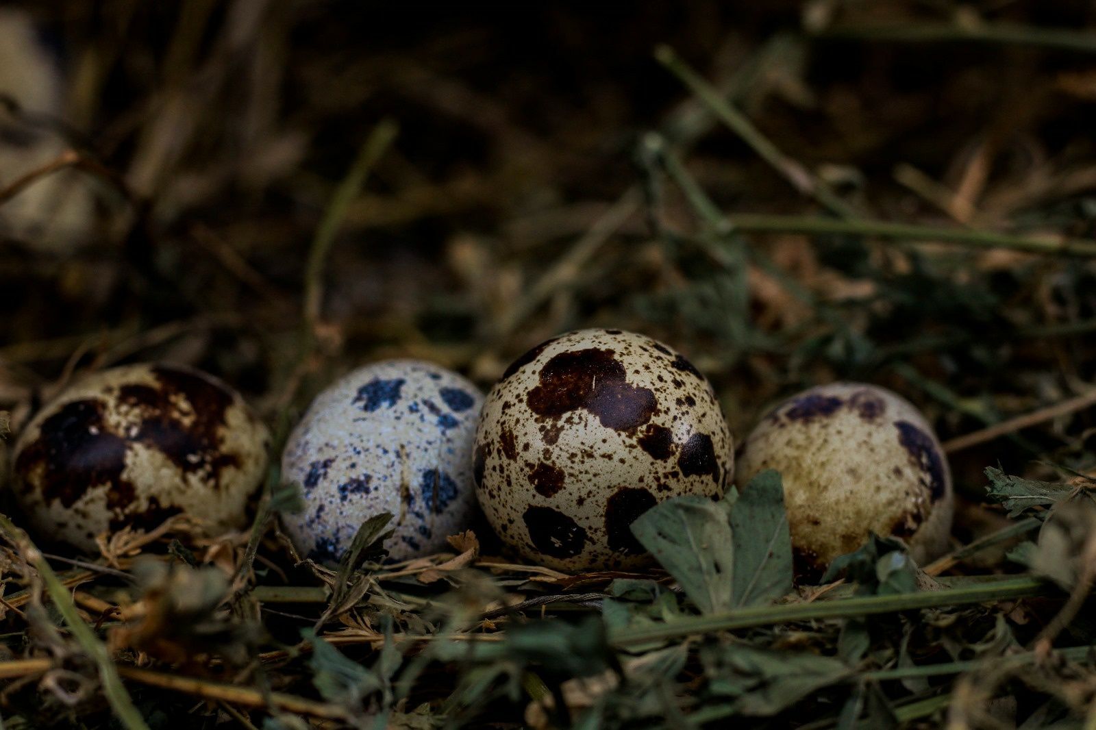 Oua de prepelițe pentru incubat