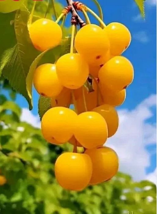 Cires Amar Imperial Galben