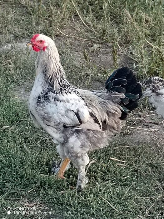 Vând cocosi tinerei
