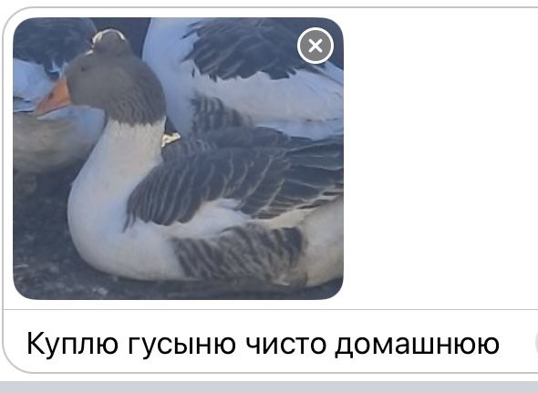 Гуси гуси домашние