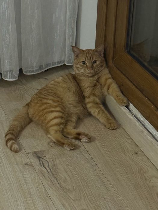 Котик в добрые руки