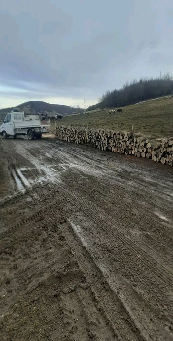 Vând lemne de foc la 250 de lei metru