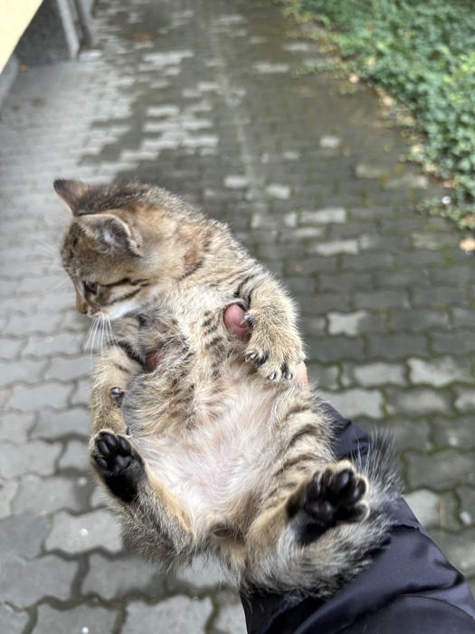 Подарявам женско коте