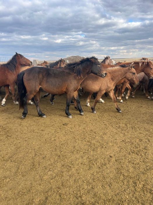 Продам Согым конину на Соғым