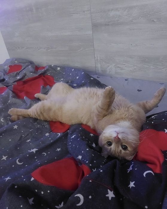 Pisica Ofer spre adopție