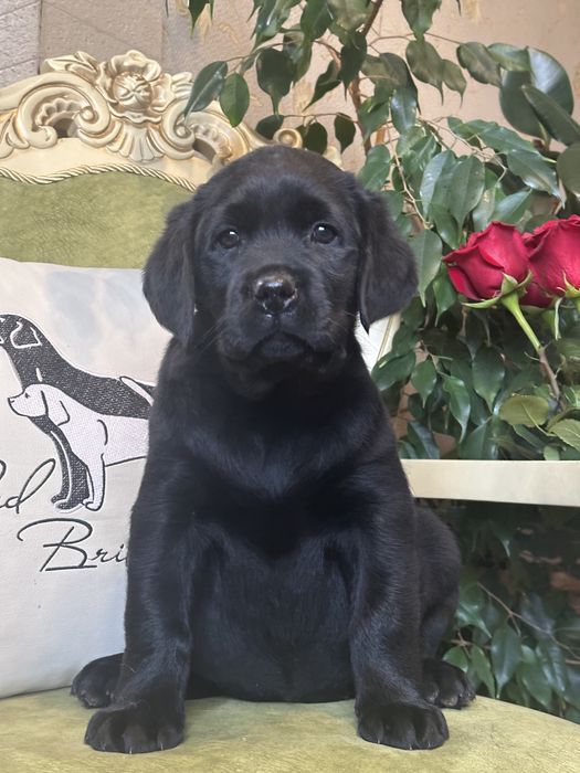 Щенки лабрадора, питомник, документы