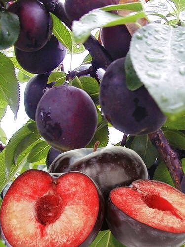 Cais ( Soiul APRISALI )