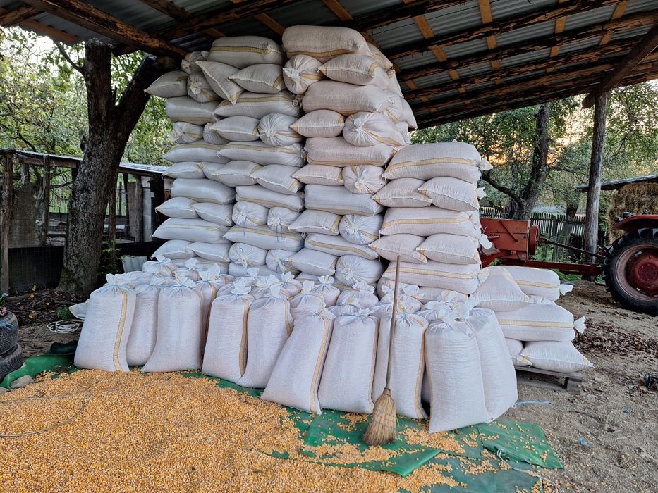 Porumb, Grau ambalat la saci