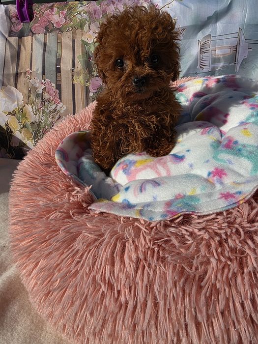 Запазена! Пудел тийкъп момиче всички ваксини