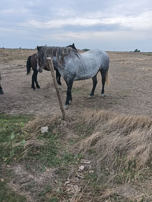 Cai de vânzare Giulvăz