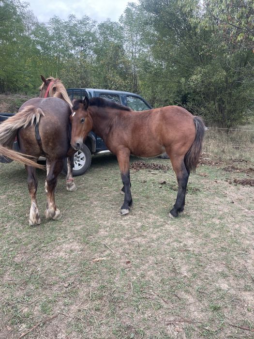 Vand iapa cu manza de 5 luni iapa gestanta