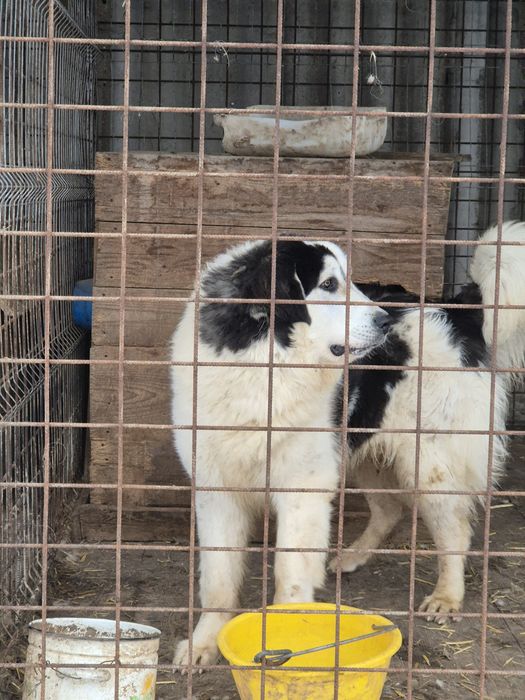 Mascul ciobanesc de bucovina
