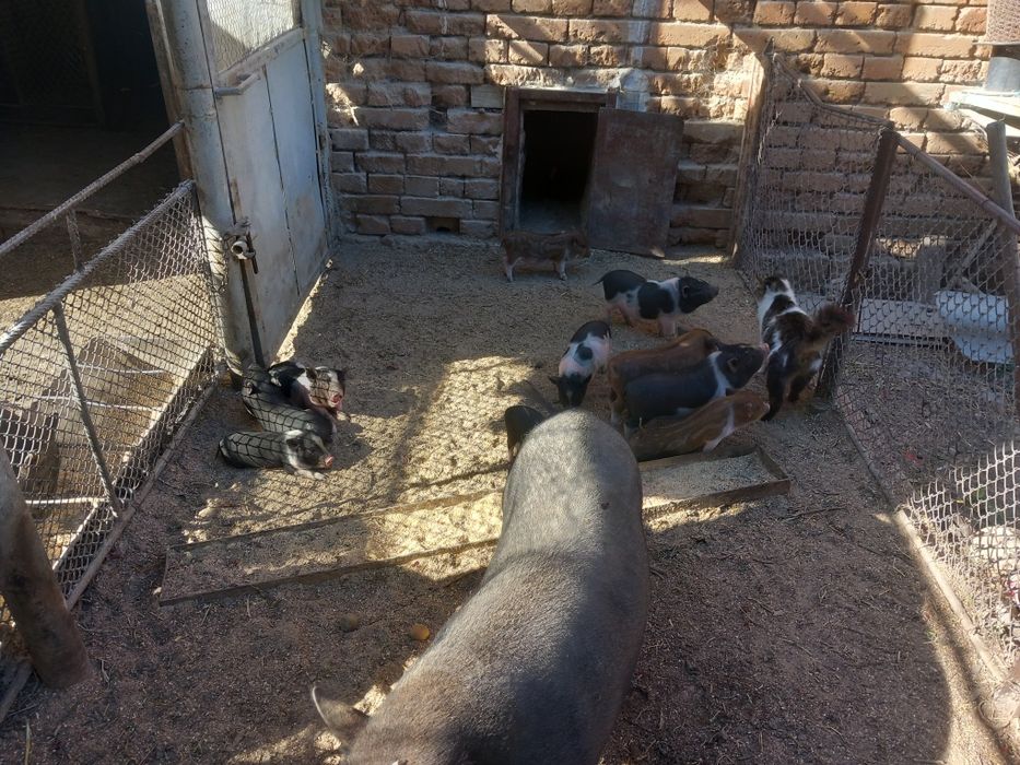 Виетнамски прасета на 3 месеца