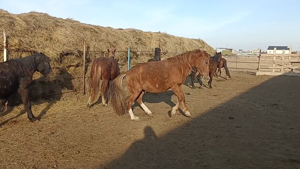 Семіз бие жирная кобыла