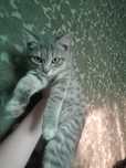 Милая кошечка срочно