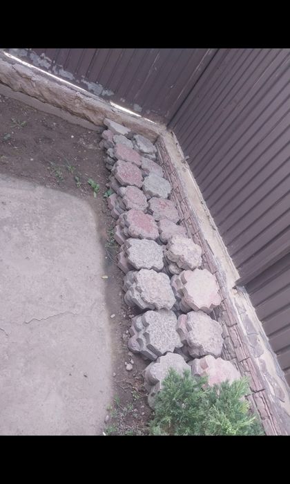 Брюнетка брюшатка