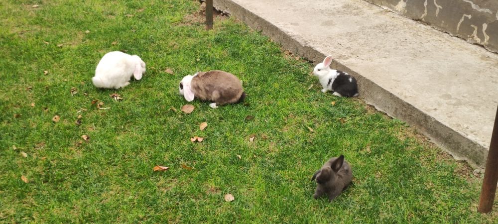 Порода "карлик баран" куёнлар сотилади ота она ва 2 та боласи