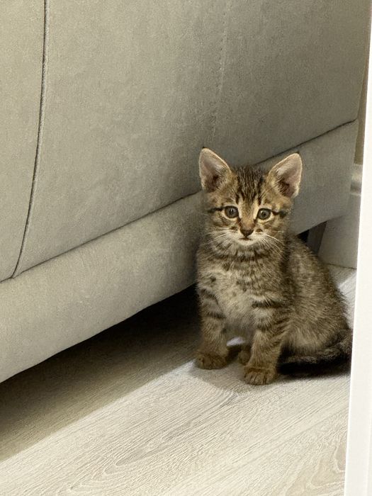 Котенок в хорошие руки