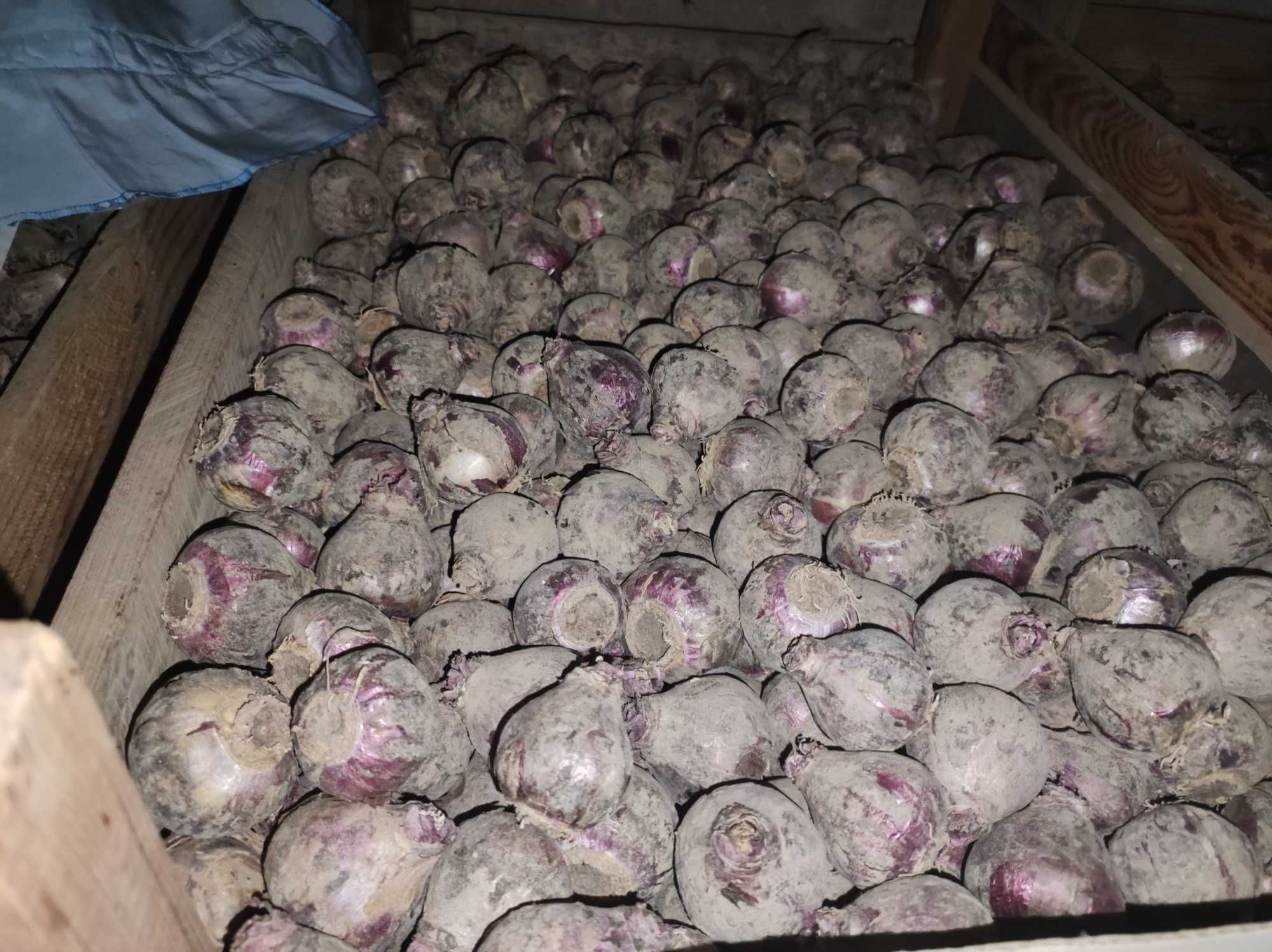 Продаю луковицы розового гиацинта оптом.