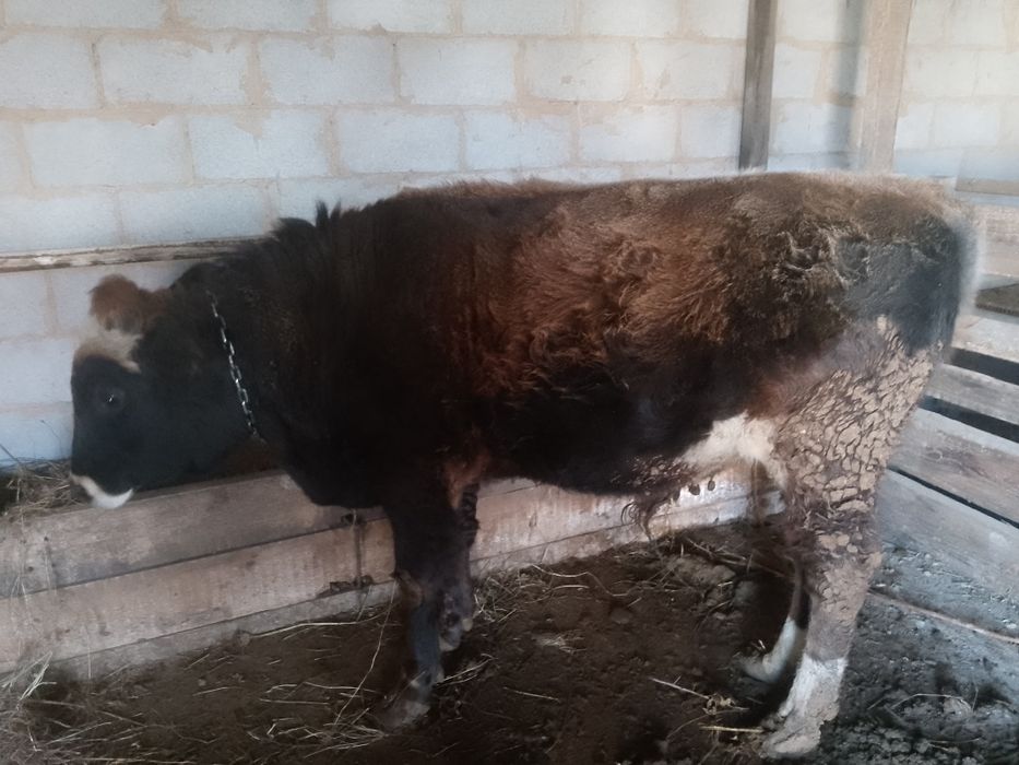 Продам Быка 10 месяцев