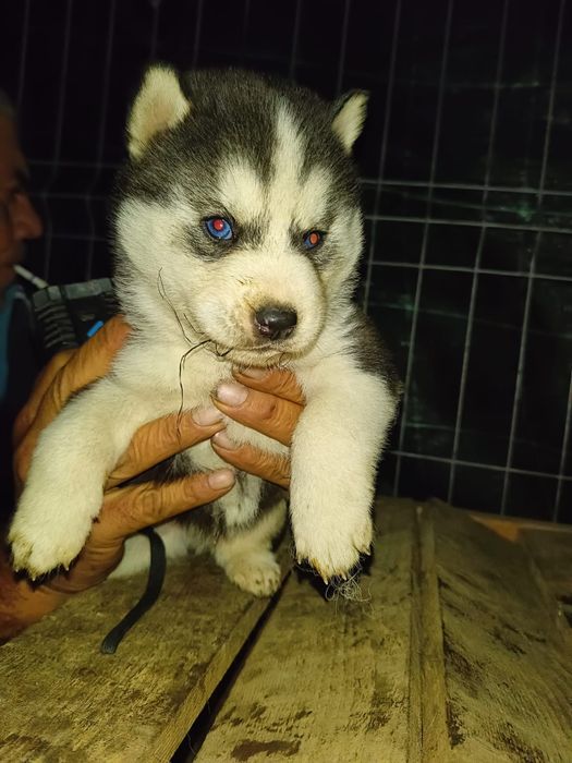Husky Siberian Pui