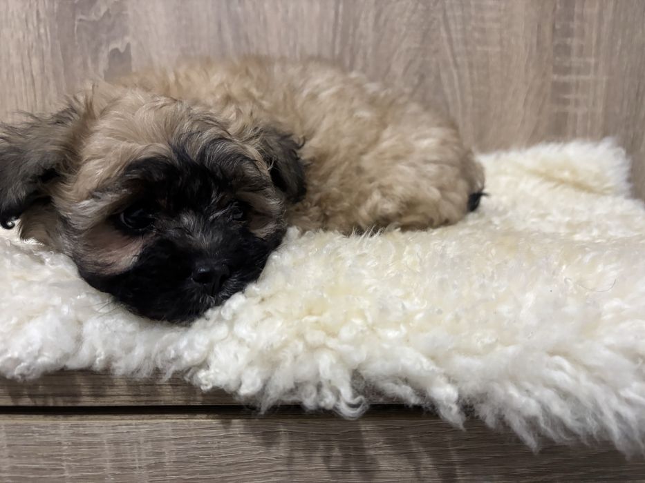 Caine de talie mică Shih Tzu