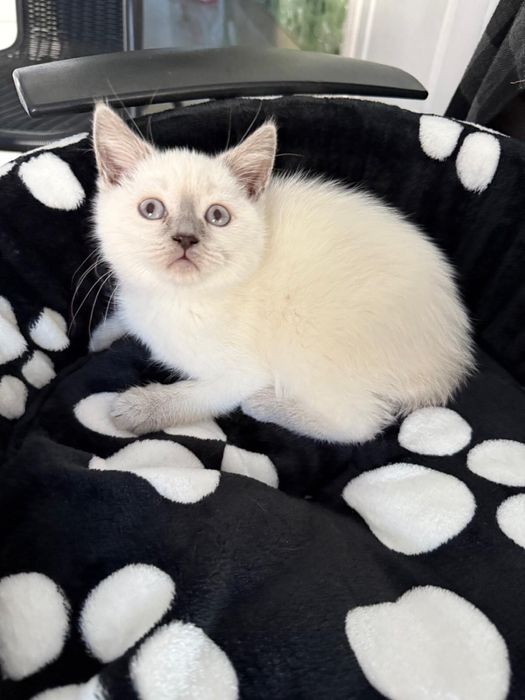 Femela, british shorthair, 3 luni carnet vaccin