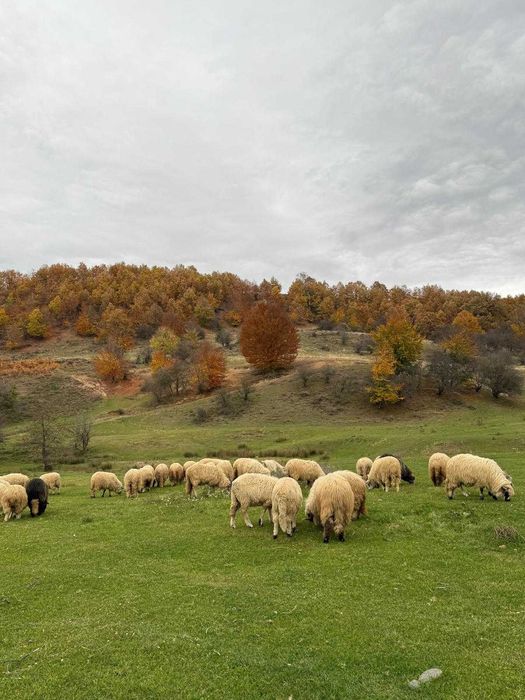 Oi frumoase de ținut