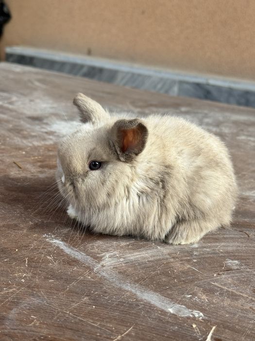 Karlik Quyon bolalari sotiladi rangini harhili bor