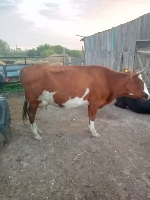 Продам карову даиная спокойная