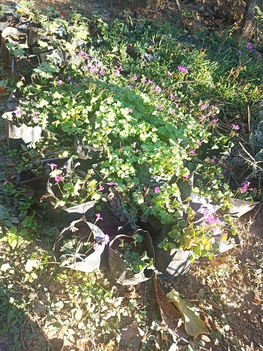 Трилистни детелини