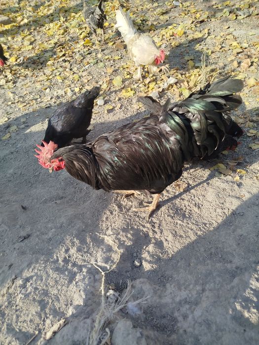 Qora shaxzoda va yaponcha sotiladi