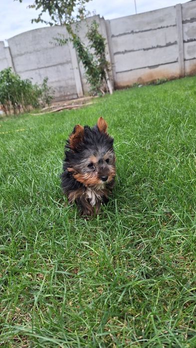 Yorkshire Terrier Toy de rasa pura cu vaccin și deparazitata și carnet