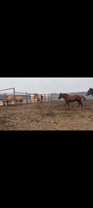 Жабагылар сатылымда мугалжар